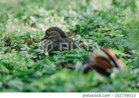 The Mandarin ducks are lying on the grass in the park. The Mandarin ducks are lying on the grass in the park. 102738013