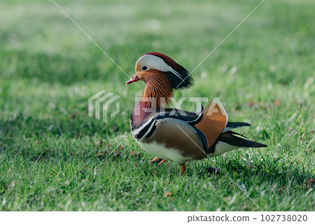 The mandarin duck walks through the meadow in the morning 102738020