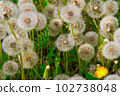 Fluffy dandelion in a clearing in the rays of the setting sun 102738048