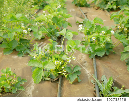 Strawberries irrigation system pipe field bio plantation white flowers blooming under mulch foil strawberry growing organic flowering bloom grows leaves leaf green farm close up farming closeup Strawberries irrigation system pipe field bio plantation white flowers blooming under mulch foil strawberry growing organic flowering bloom grows leaves leaf green farm close up farming closeup 102738556