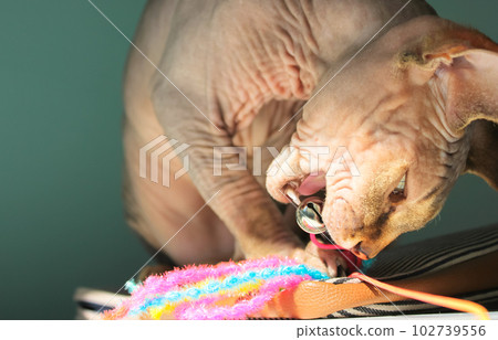 Bald pussycat 2024