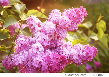 Blossom lilac flowers in spring in garden. branch of Blossoming purple lilacs in spring. Blooming lilac bush. Blossoming purple and violet lilac flowers. Spring season, nature background. 102740638