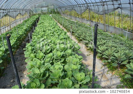 Vegetables being grown in a greenhouse Vegetables being grown in a greenhouse 102740854
