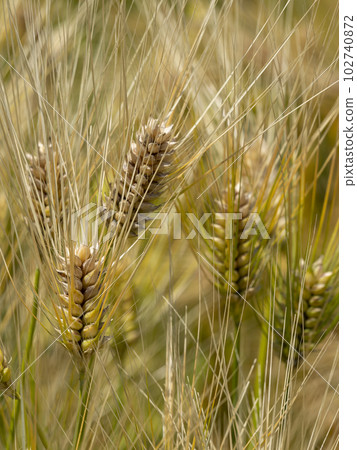 Barley in the field before harvest Barley in the field before harvest 102740872
