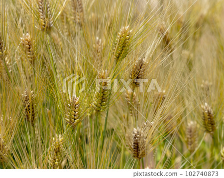 Barley in the field before harvest Barley in the field before harvest 102740873