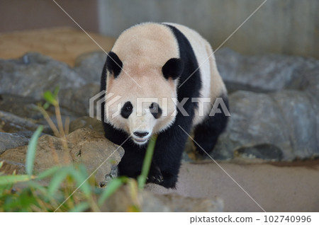 橫濱散步 102740996