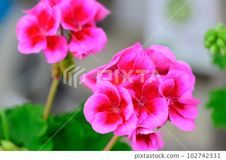 天竺葵 Calliope Rose Splash_8057 102742331