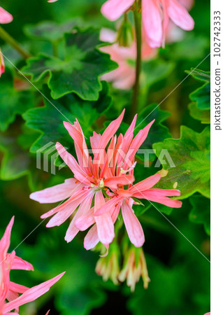 天竺葵三文魚皇后_9374 天竺葵三文魚皇后_9374 102742333