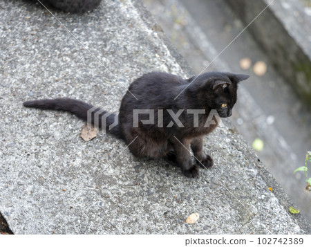 A local black cat that lives in a shrine A local black cat that lives in a shrine 102742389