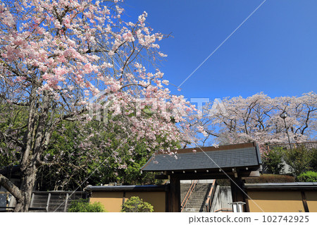 福島縣的櫻花：中古曾關公園的櫻花 102742925