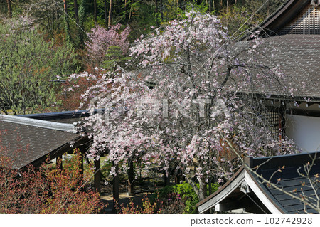 福島縣的櫻花:中古曾關公園的櫻花 福島縣的櫻花:中古曾關公園的櫻花 102742928