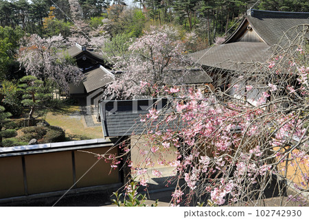 Cherry blossoms in Fukushima Prefecture: Cherry blossoms in Nakoso Seki Park Cherry blossoms in Fukushima Prefecture: Cherry blossoms in Nakoso Seki Park 102742930