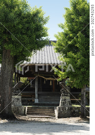 Iwamotooka Tenmangu Shrine in Omuta City, Fukuoka Prefecture and a large ginkgo tree 102743293