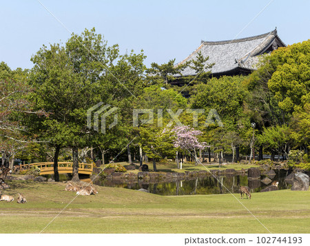Kasugano Enchi Sanja Takusen Pond and the roof of Todaiji Nandaimon in spring Kasugano Enchi Sanja Takusen Pond and the roof of Todaiji Nandaimon in spring 102744193
