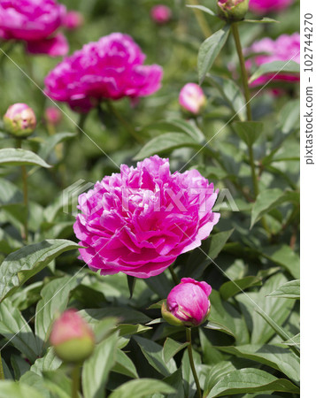colorful peony flowers 102744270