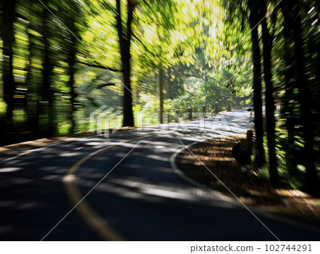 view of a beautiful road in the forest 102744291