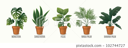 Vector House Plant in Pot Icon Set - Monstera, Sansevieria, Banana Palm, Ficus, Rhopalostylis, Nikau Palm in Pots Isolated on White. Houseplants Collection, Interior Plants. Vector Illustration Vector House Plant in Pot Icon Set - Monstera, Sansevieria, Banana Palm, Ficus, Rhopalostylis, Nikau Palm in Pots Isolated on White. Houseplants Collection, Interior Plants. Vector Illustration 102744727