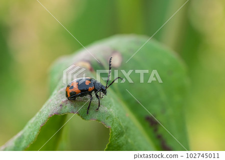 Japanese knotweed beetle on the grass 102745011