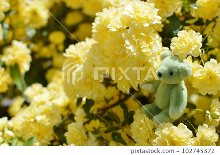 盛開的黃色 mokko 玫瑰花和一隻泰迪熊 102745372