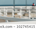 The black-headed adult gull in winter plumage on a pier fence on the Baltic Sea 102745415