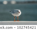 The black-headed adult gull in winter plumage on a pier fence on the Baltic Sea 102745421