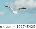 The black-headed adult gull in winter plumage on the Baltic Sea. 102745425