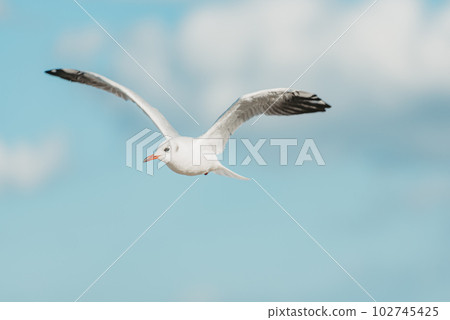 The black-headed adult gull in winter plumage on the Baltic Sea. 102745425