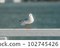 The black-headed adult gull in winter plumage on a pier fence on the Baltic Sea 102745426