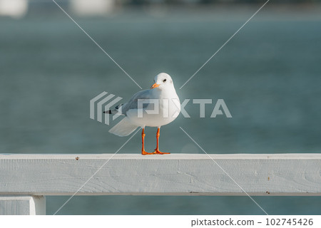 The black-headed adult gull in winter plumage on a pier fence on the Baltic Sea 102745426