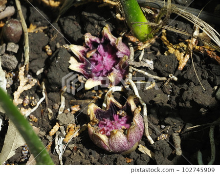 Haran flower 102745909