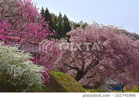 Spring in Ogawa Village, Nagano Prefecture 102745966