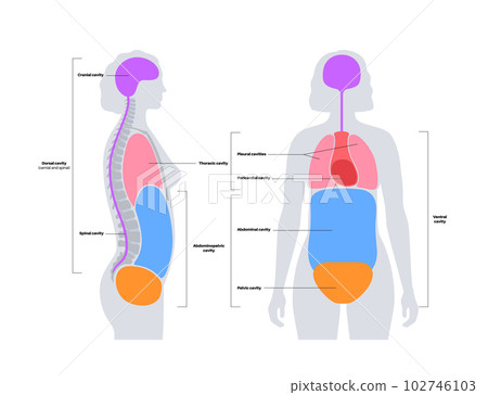 Body cavities poster 102746103