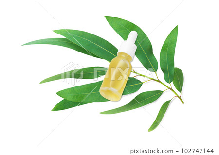 Branch and leaves eucalyptus on white background 102747144