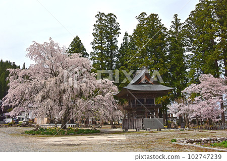 Spring in Shinshu, weeping cherry blossoms in full bloom, Hasedera, Hakuba Village, Nagano Prefecture Spring in Shinshu, weeping cherry blossoms in full bloom, Hasedera, Hakuba Village, Nagano Prefecture 102747239