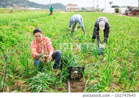 Asian female farmer with box of ripe garlic on farmer plantation 102747645