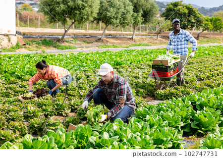 Plantation workers picking fresh lettuce on field Plantation workers picking fresh lettuce on field 102747731