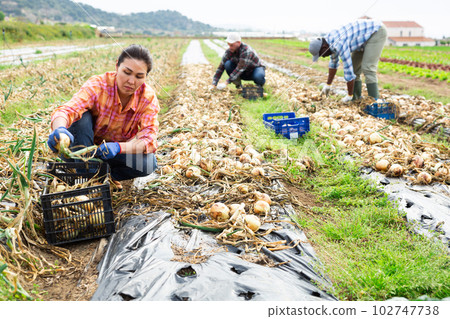 Skilled woman farmer picking onion on field Skilled woman farmer picking onion on field 102747738