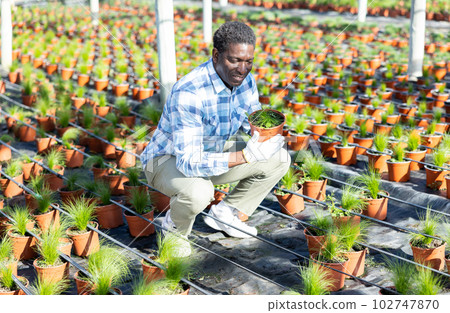 Gardener taking care of plants in greenhouse 102747870