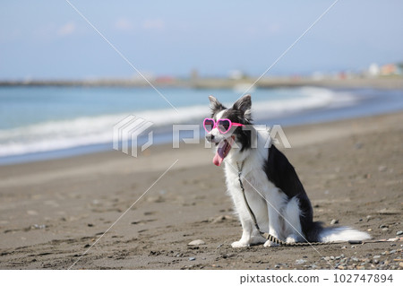 A dog wearing sunglasses in the sea of Shonan A dog wearing sunglasses in the sea of Shonan 102747894
