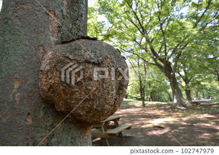 Tree bumps Tree bumps 102747979