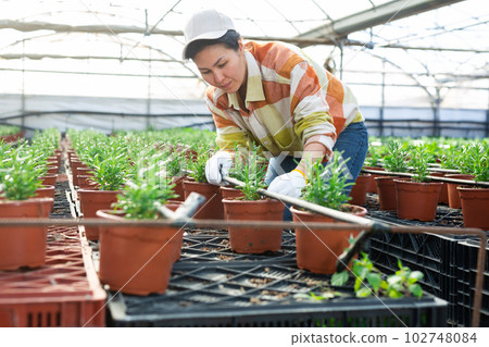 Asian female farmer growing rosemary in pots in greenhouse 102748084