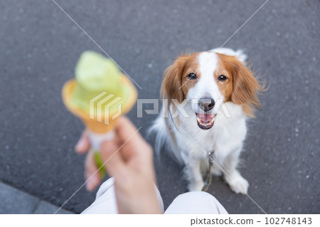 A dog staring at the soft-serve ice cream that the owner eats 102748143