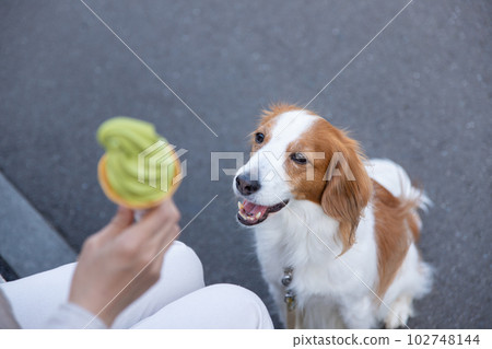 一隻狗盯著主人吃的軟冰淇淋 102748144