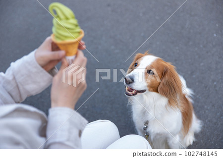 一隻狗盯著主人吃的軟冰淇淋 102748145