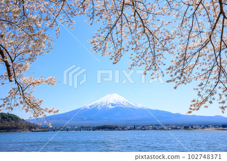 Lake Kawaguchi, cherry blossoms, and Mt. Fuji Yamanakako Village, Yamanashi Prefecture Lake Kawaguchi, cherry blossoms, and Mt. Fuji Yamanakako Village, Yamanashi Prefecture 102748371
