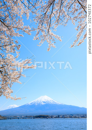Lake Kawaguchi, cherry blossoms, and Mt. Fuji Yamanakako Village, Yamanashi Prefecture Lake Kawaguchi, cherry blossoms, and Mt. Fuji Yamanakako Village, Yamanashi Prefecture 102748372