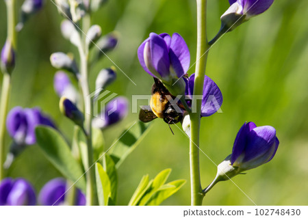 Collecting nectar (stealing nectar) from red tang and carpenter bee 102748430