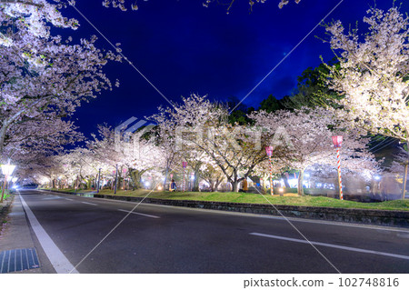 Illuminated road next to Omura Park and rows of cherry blossom trees, Omura City, Nagasaki Prefecture Illuminated road next to Omura Park and rows of cherry blossom trees, Omura City, Nagasaki Prefecture 102748816