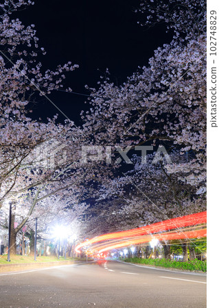 長崎縣大村市大村公園旁的燈火通明的道路和成排的櫻花樹 102748829