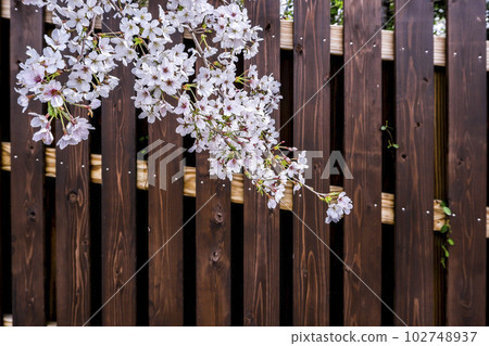 Branches of cherry blossoms in full bloom and wooden fences 102748937